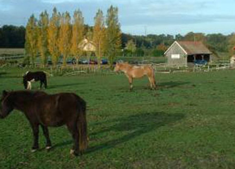 Poney Club de Changé