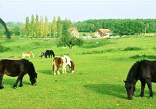 Poney Club de Changé