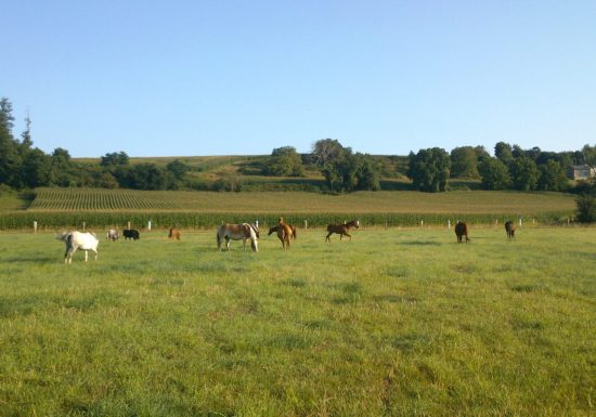 Ecurie de la Bourrelière