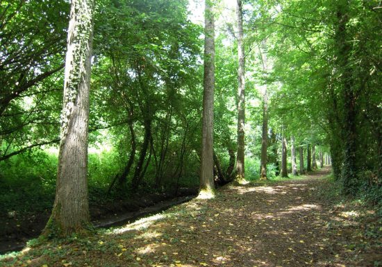 N°3 : À la rencontre de l’if millénaire