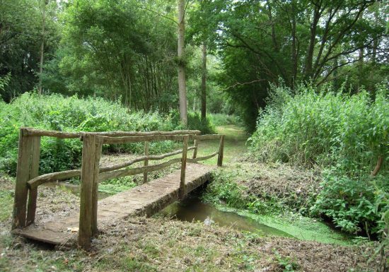 N°3 : À la rencontre de l’if millénaire