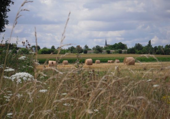 N°3 : À la rencontre de l’if millénaire