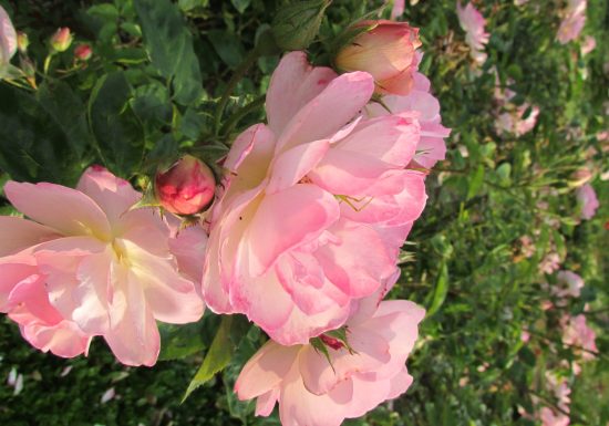 Jardins du château du Lude