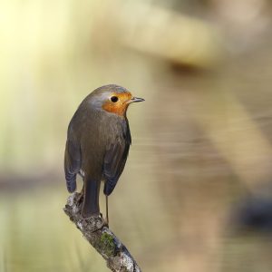 Conférence & exposition : La migration des oiseaux, un voyage périlleux