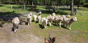 Les Pelotes À Pattes