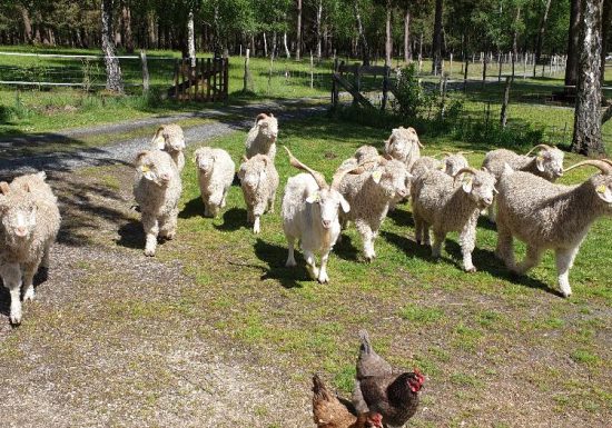 Les Pelotes À Pattes