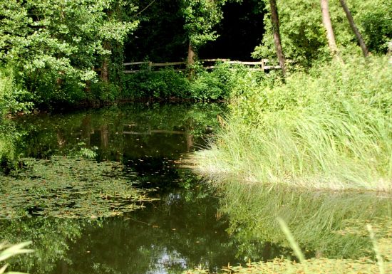 Zone humide de l’Aunay