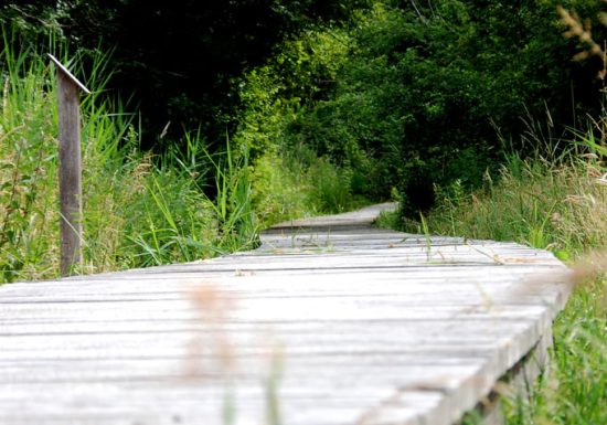 Zone humide de l’Aunay