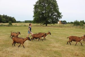 Chèvrerie Du Chêne Beunard