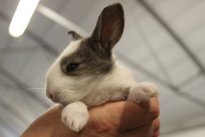 Rosy Lapin