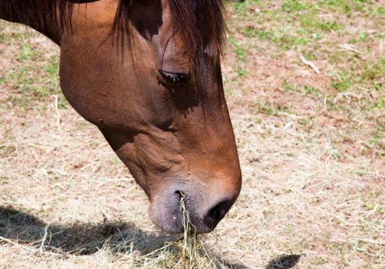 Circuit équestre de Parigné-le-Polin