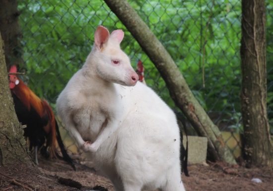 La Ferme Des Dahlias