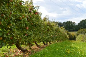 LES VERGERS D AULAINES