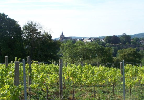 Coteau des Vignes